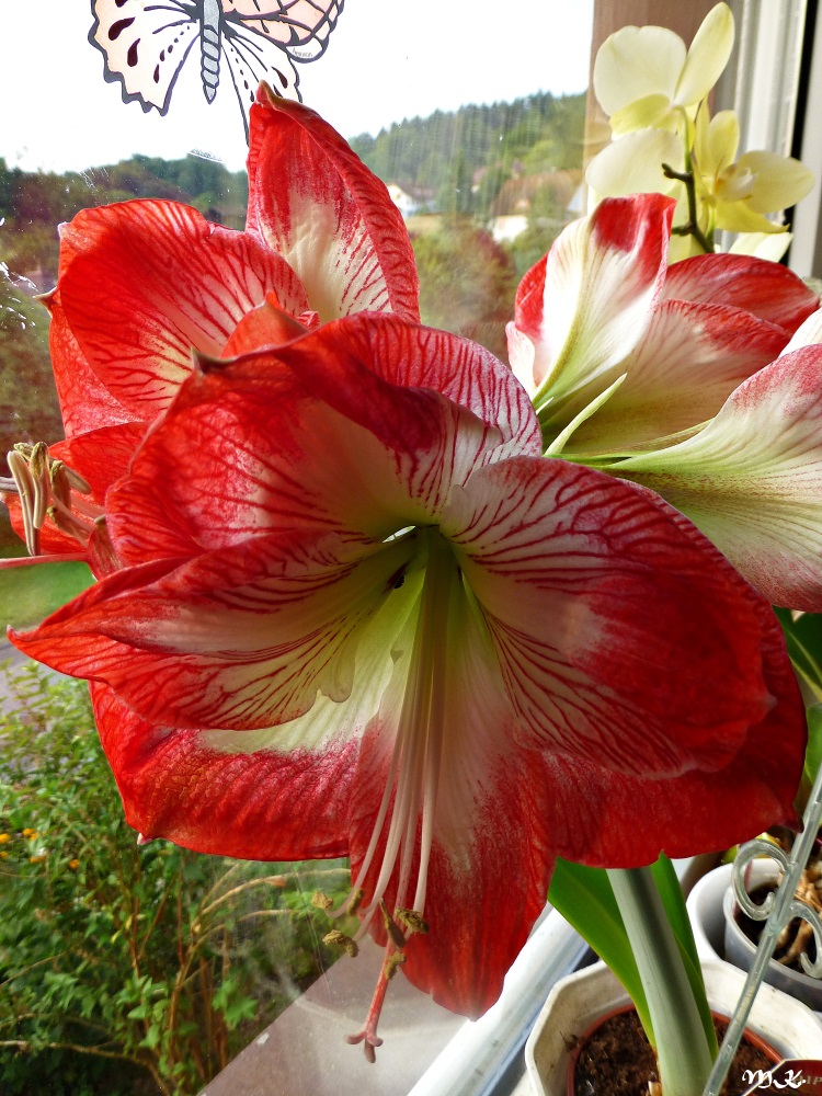 Amaryllis