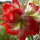 Amaryllis