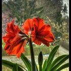 Amaryllis