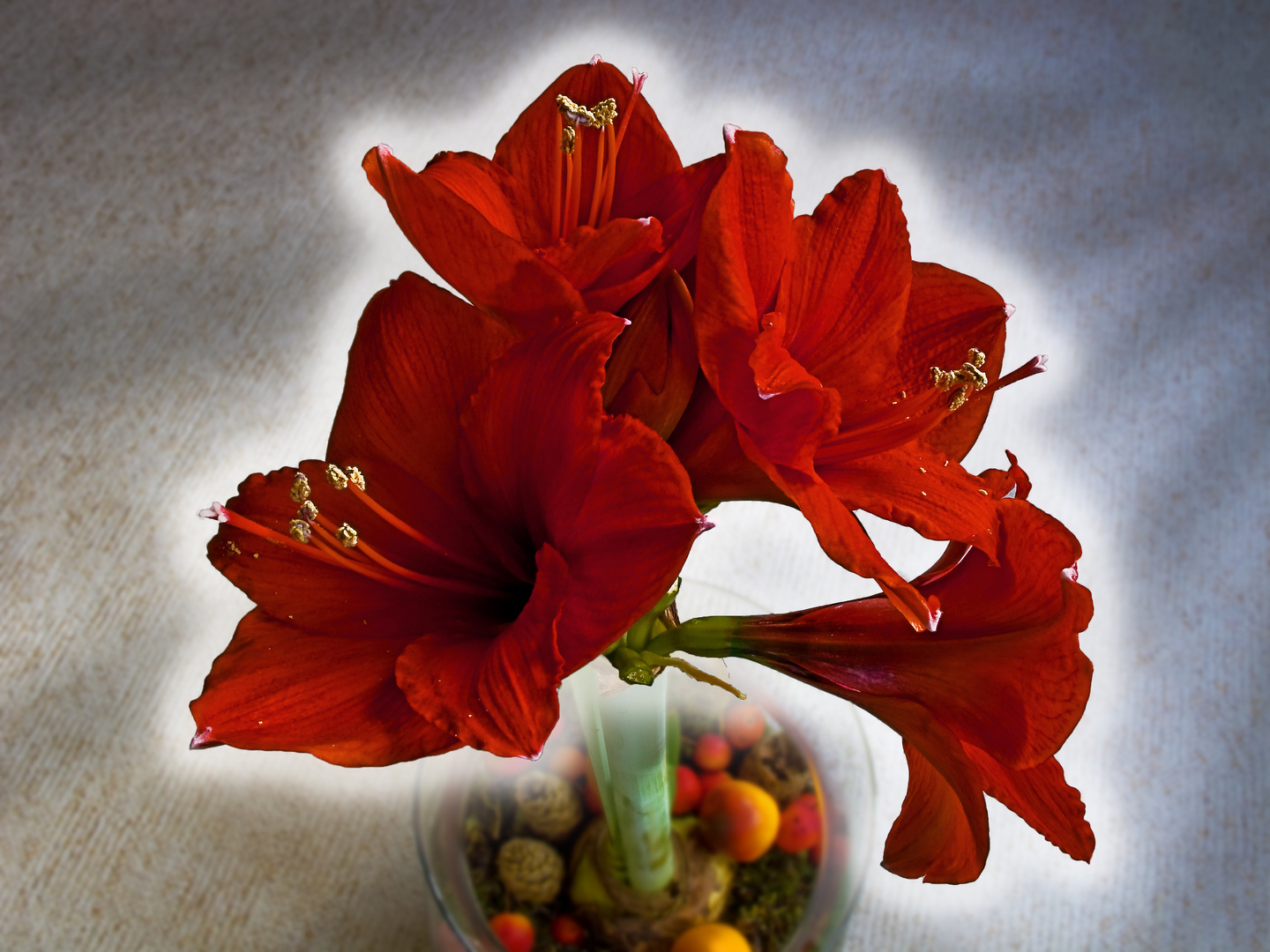 Amaryllis