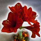 Amaryllis