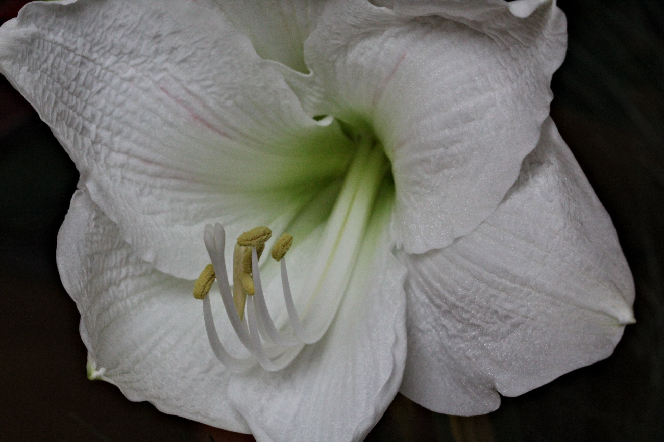 Amaryllis