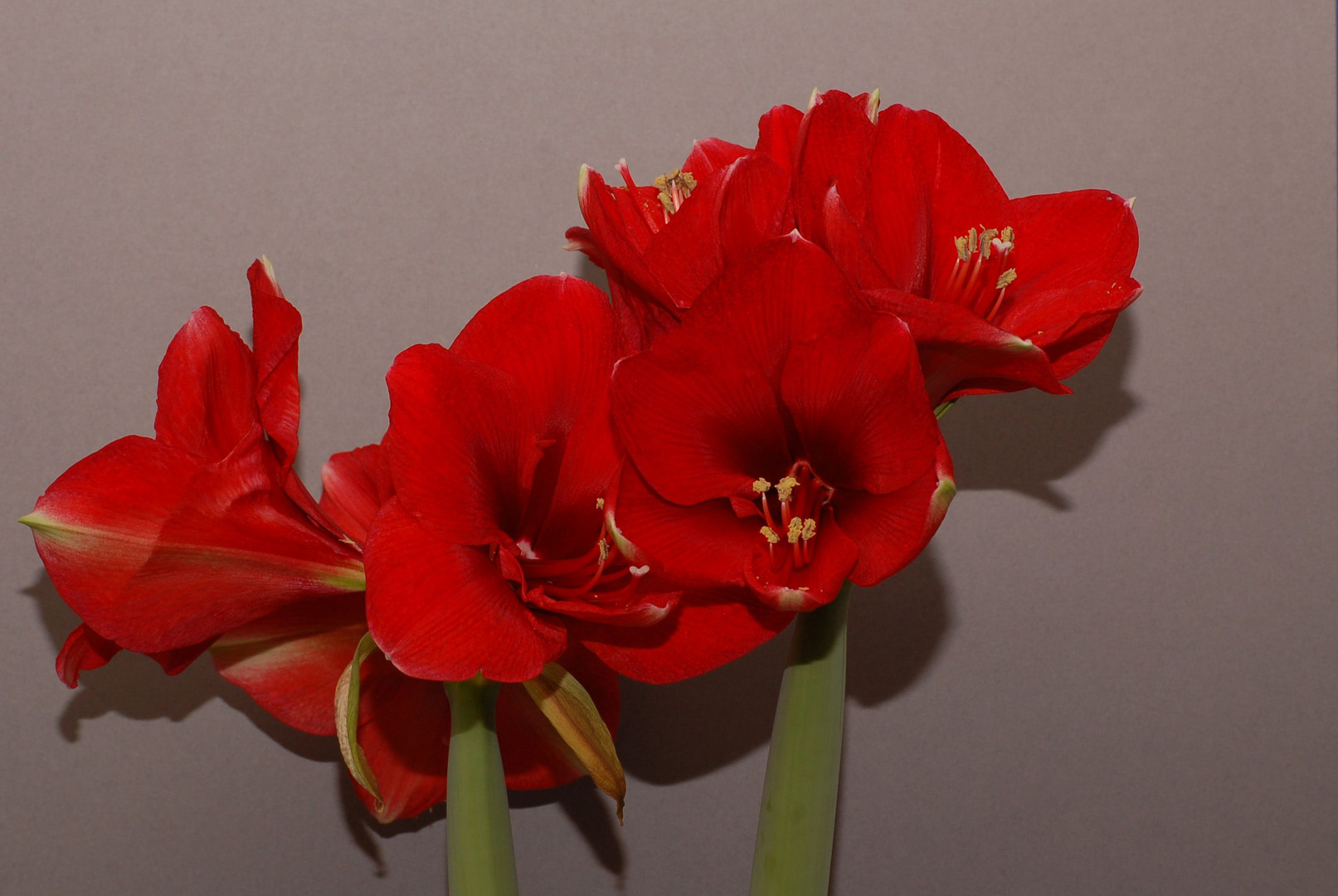 Amaryllis