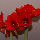 Amaryllis