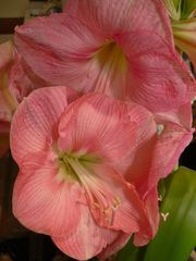 Amaryllis