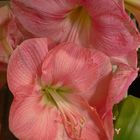 Amaryllis