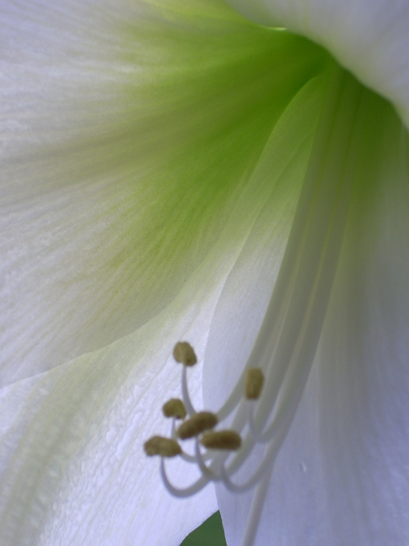 Amaryllis