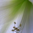 Amaryllis