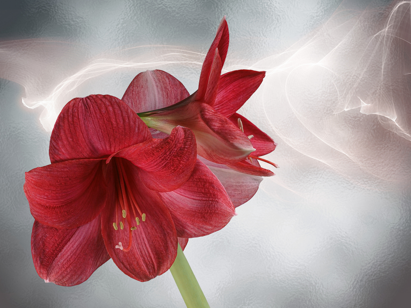 Amaryllis