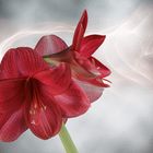 Amaryllis