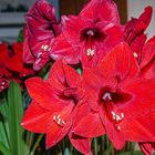 Amaryllis