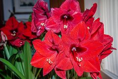 Amaryllis