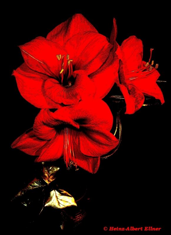 Amaryllis