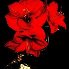 Amaryllis