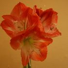 Amaryllis