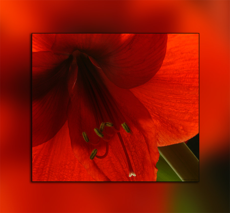 Amaryllis