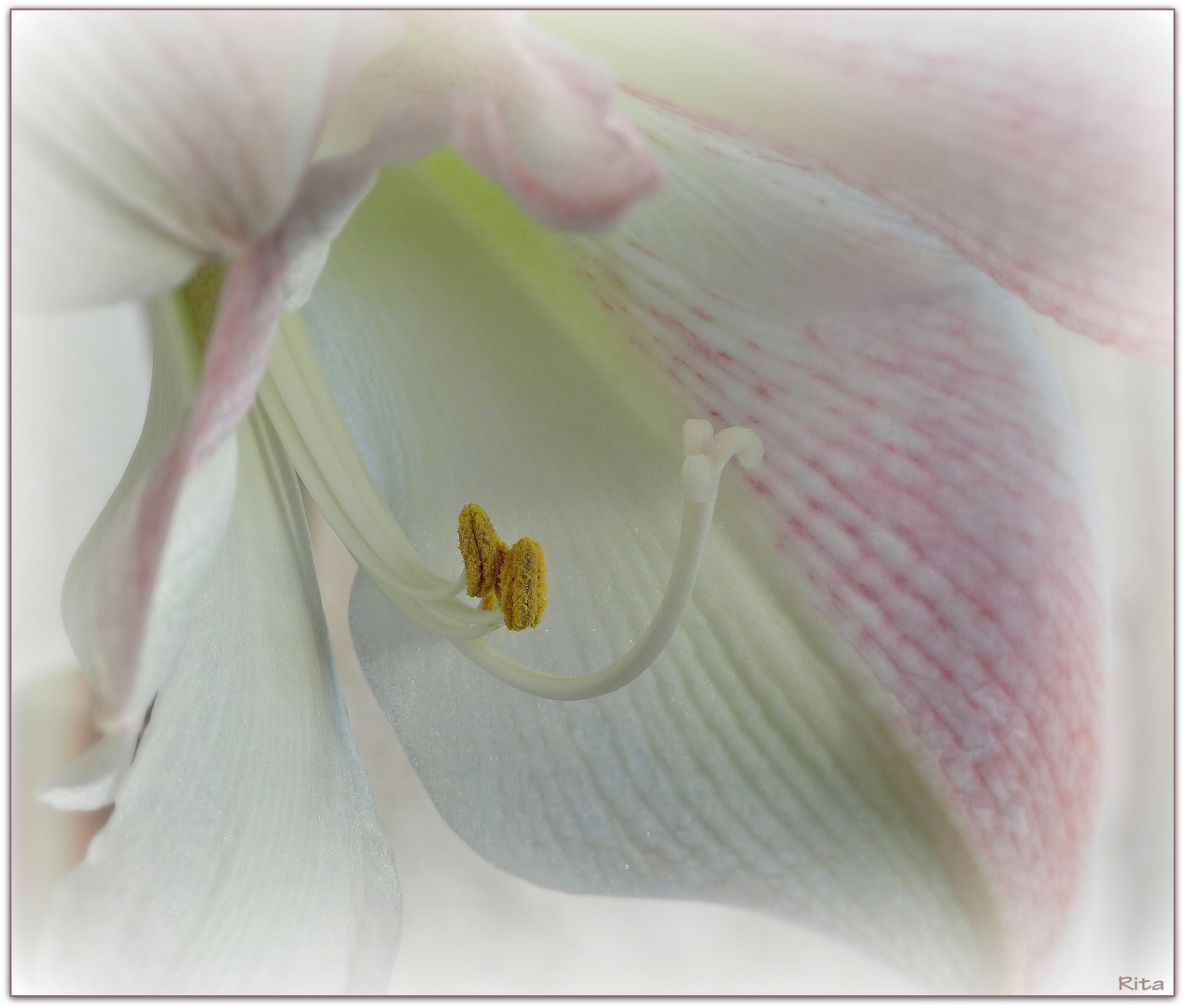 Amaryllis...