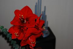 Amaryllis