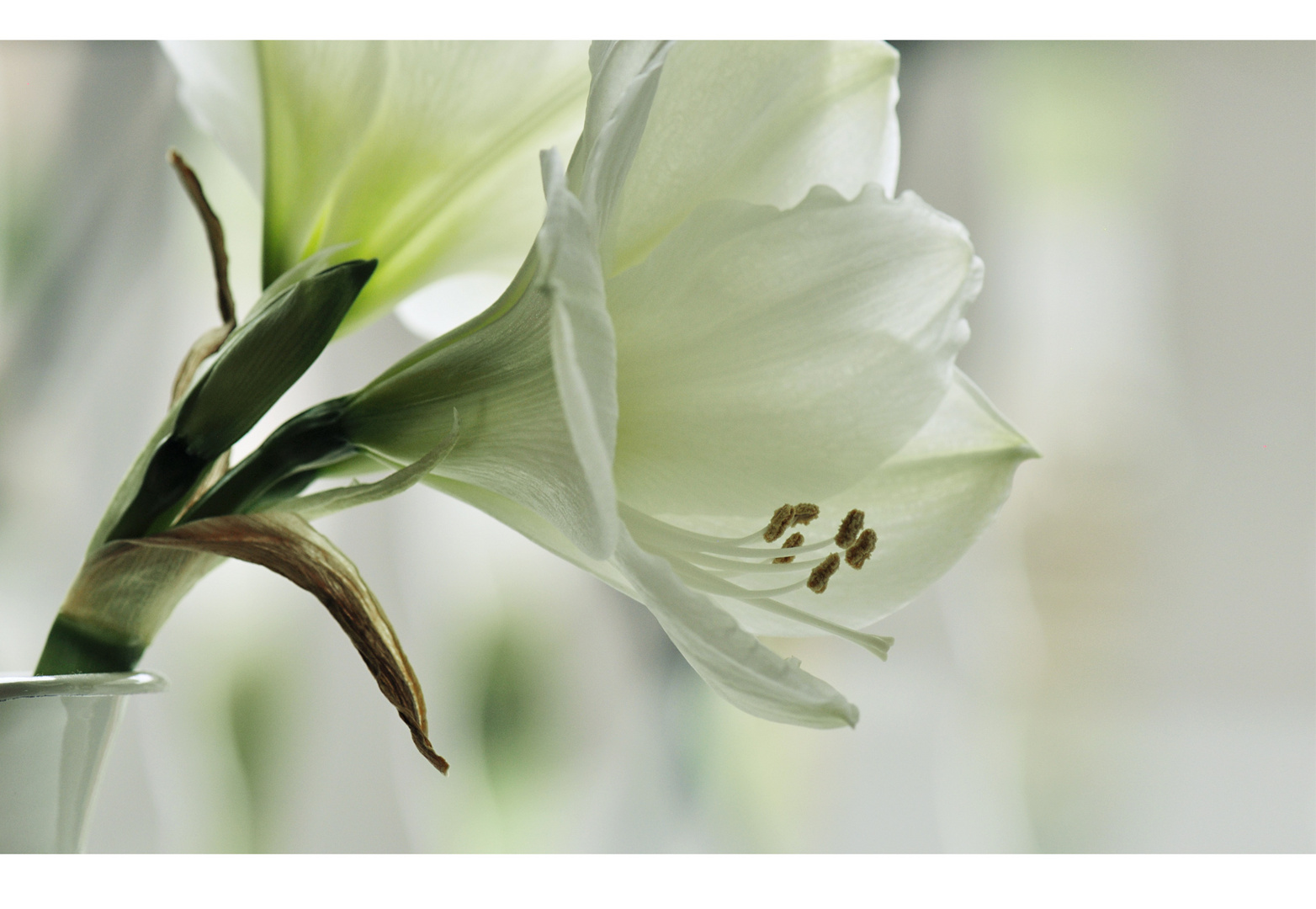 Amaryllis