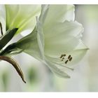 Amaryllis