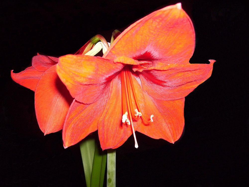 Amaryllis