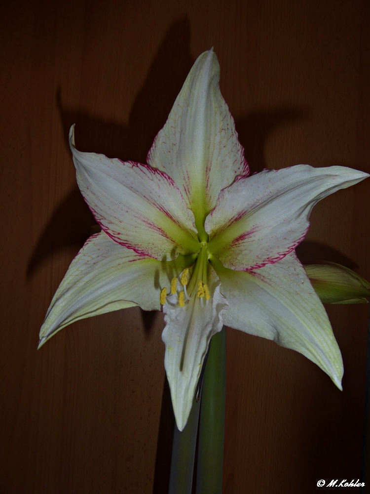 Amaryllis