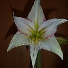 Amaryllis