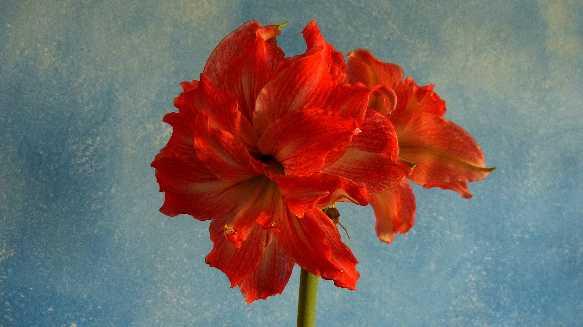 Amaryllis 7