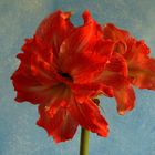 Amaryllis 7