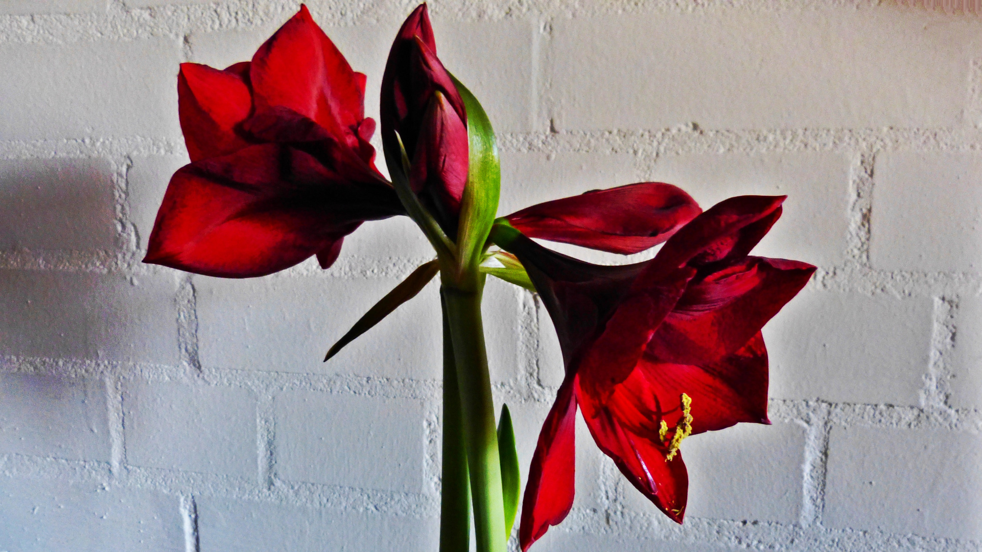 Amaryllis. 