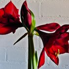 Amaryllis. 