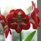 Amaryllis 