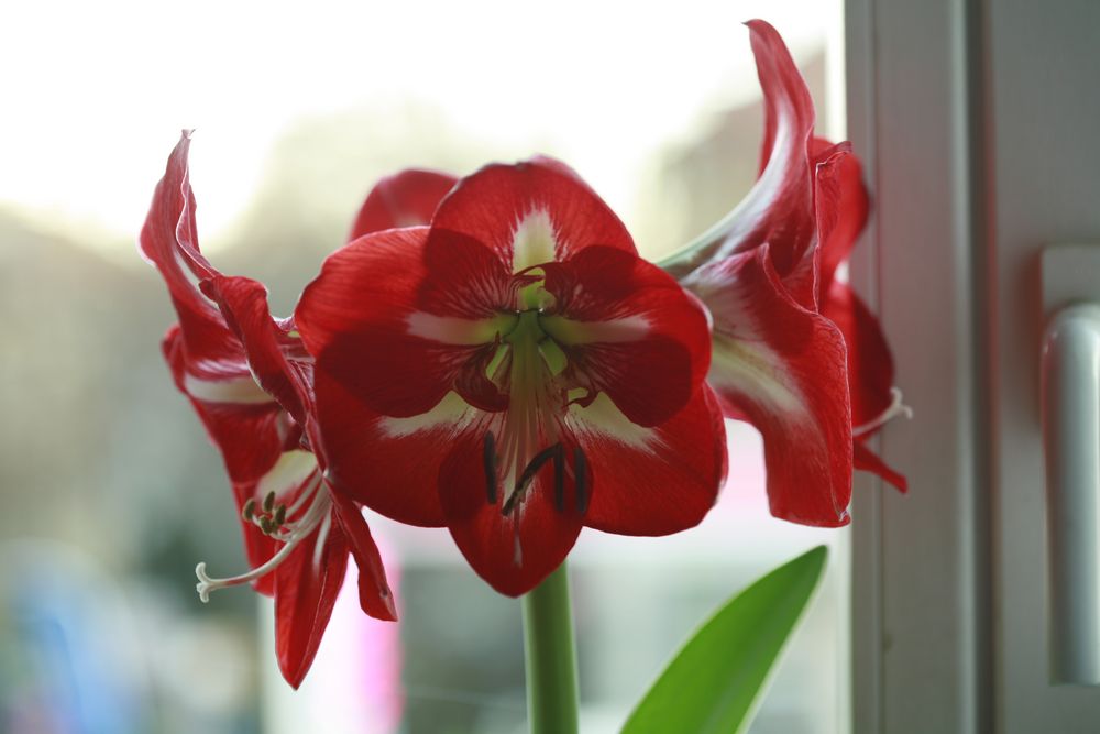 Amaryllis 