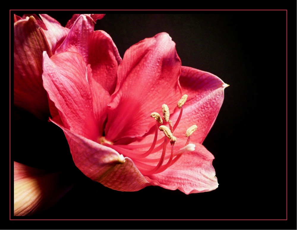 Amaryllis