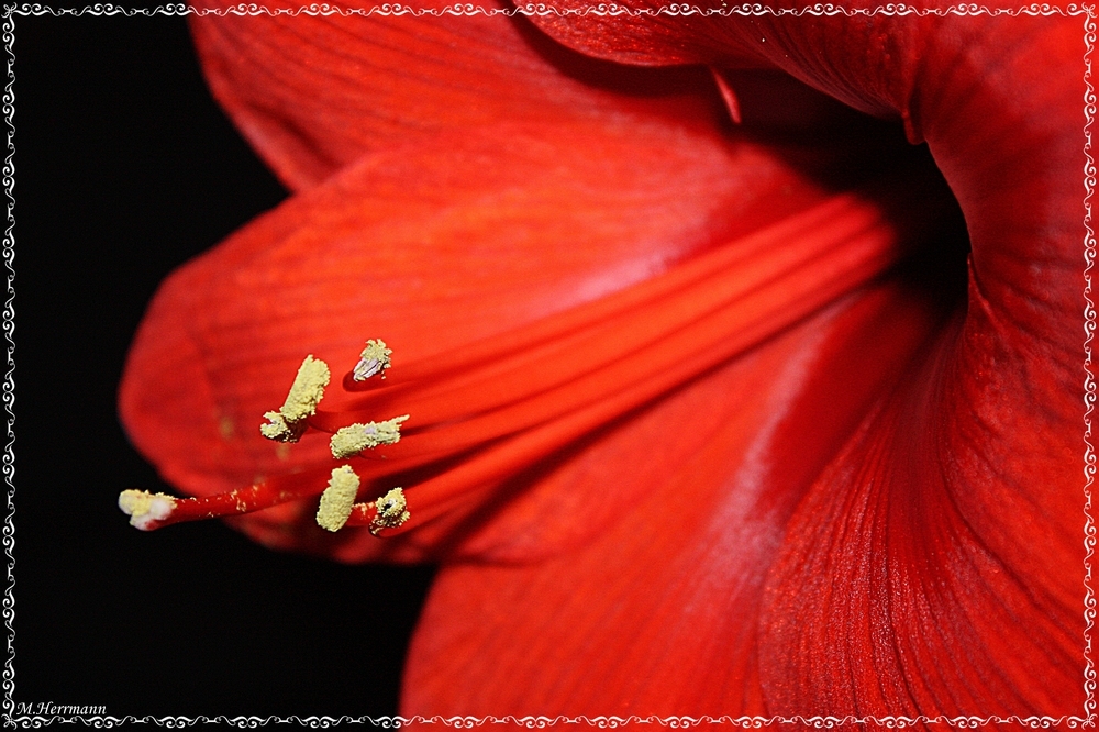 Amaryllis