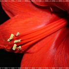 Amaryllis