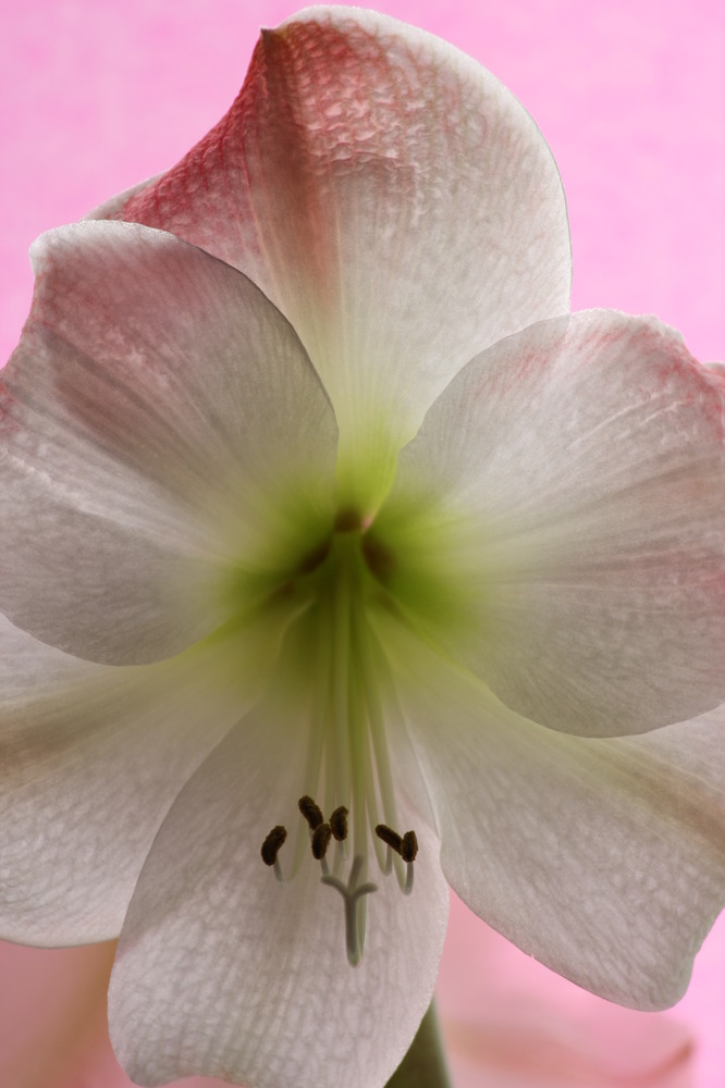 Amaryllis