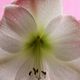 Amaryllis