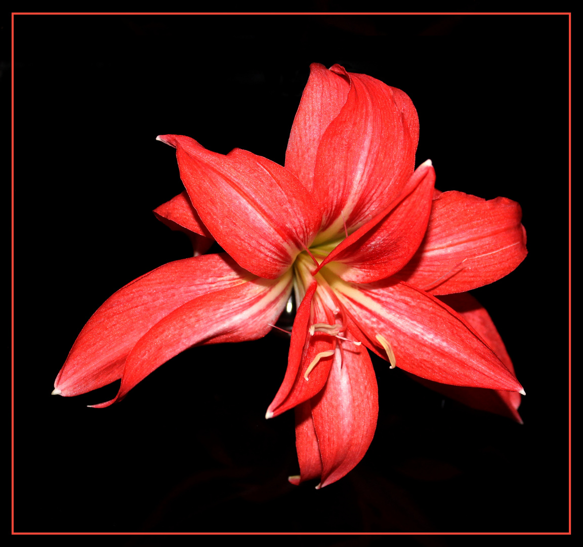 Amaryllis