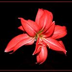 Amaryllis