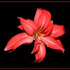 Amaryllis