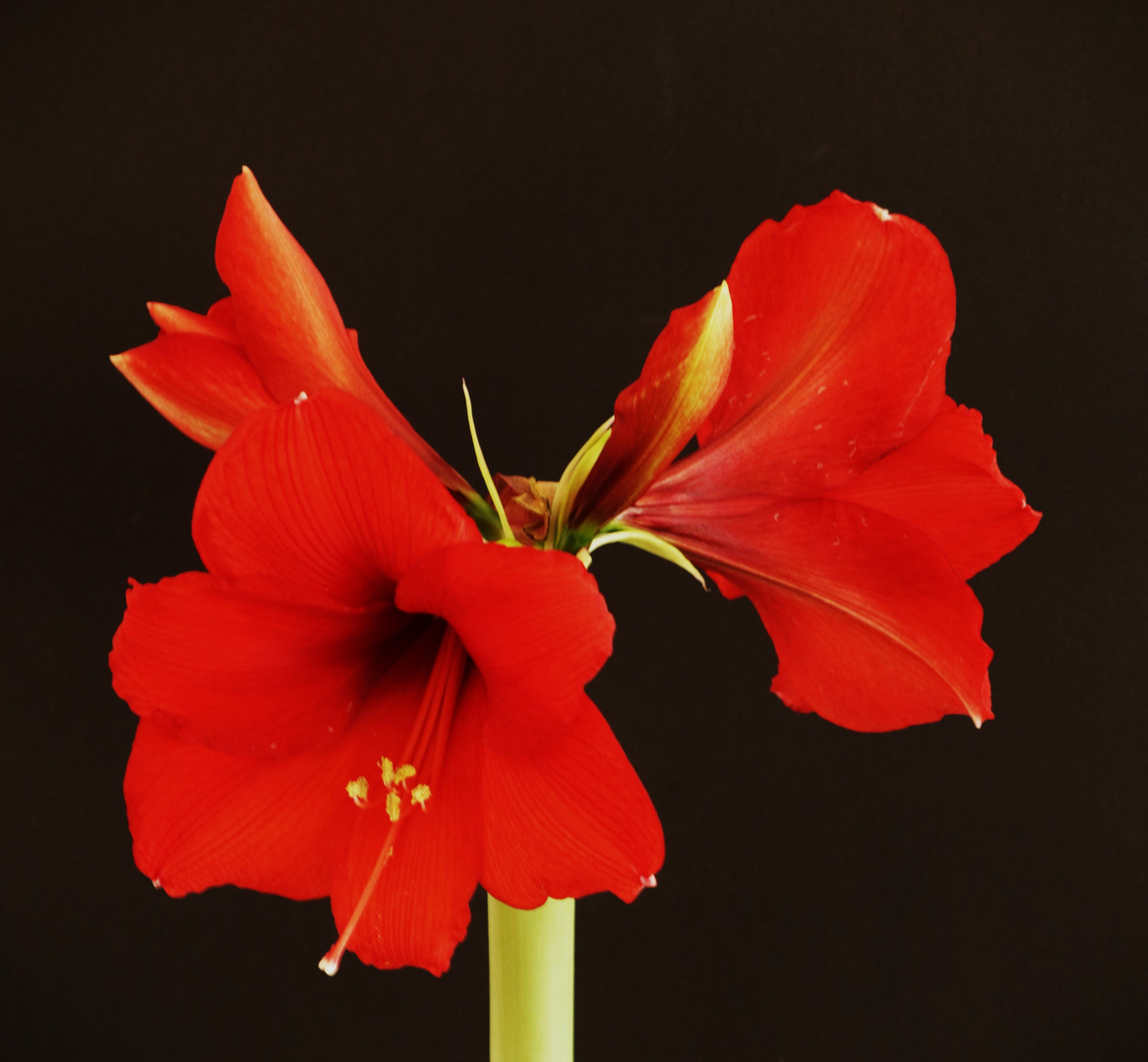 Amaryllis Foto & Bild pflanzen, amaryllis, natur Bilder auf