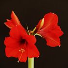 Amaryllis