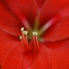 Amaryllis