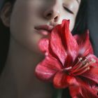 AMARYLLIS