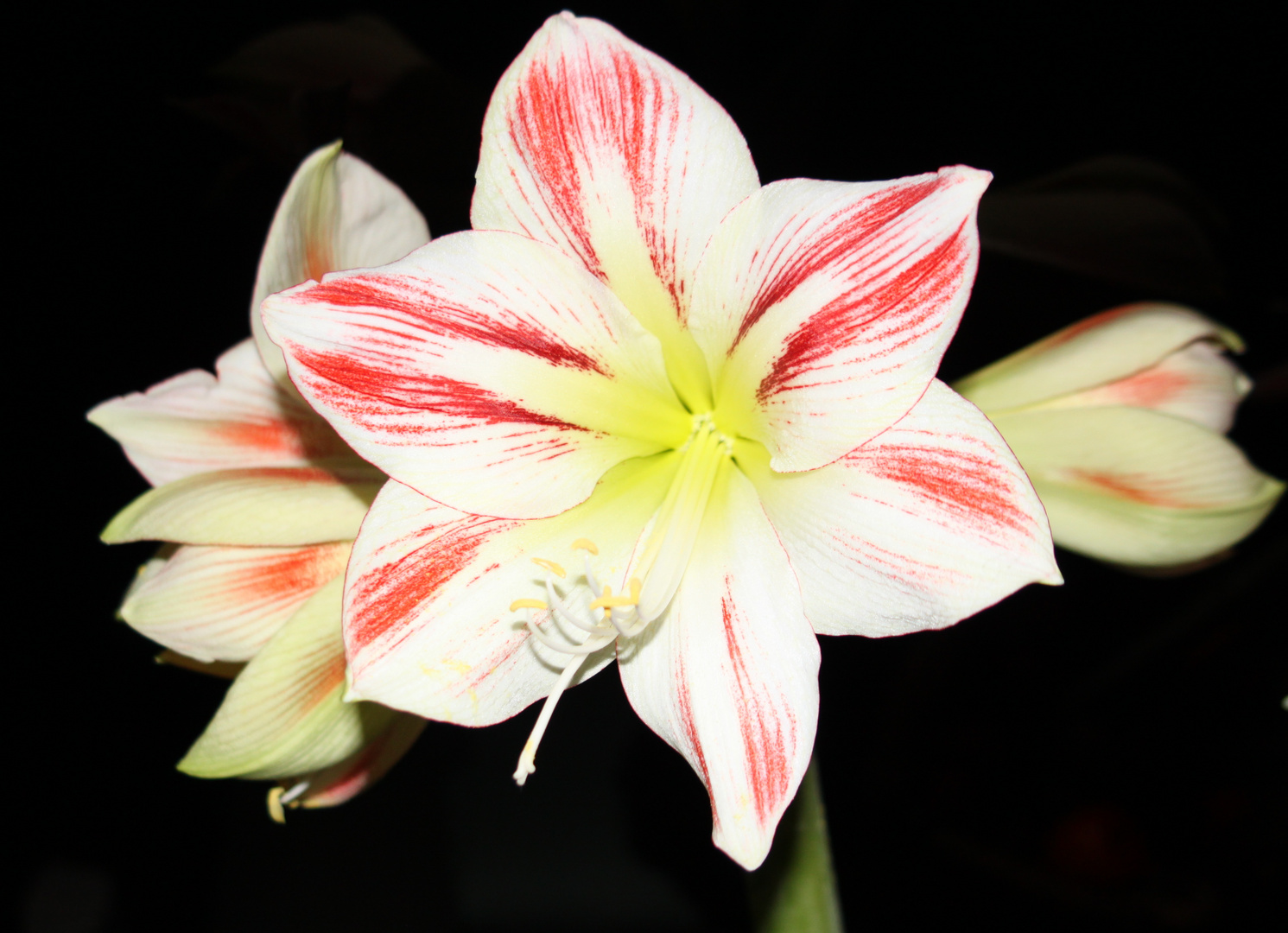 Amaryllis