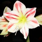 Amaryllis