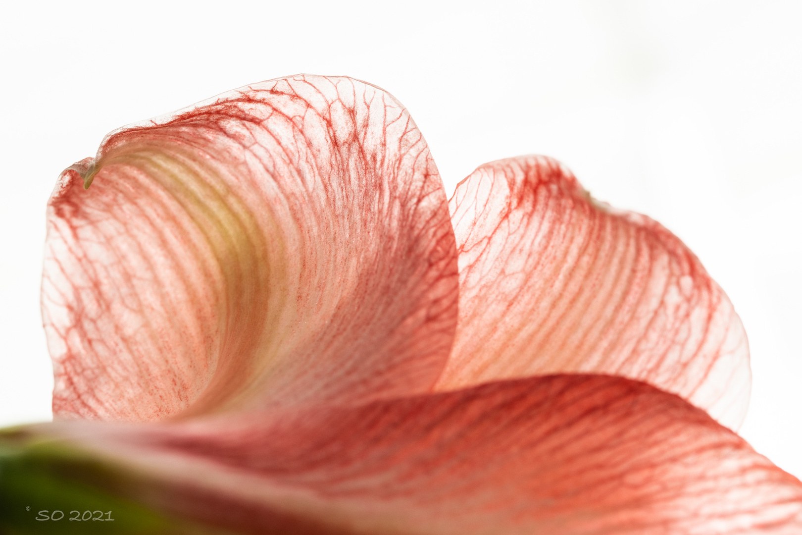 Amaryllis