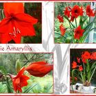 Amaryllis