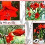 Amaryllis